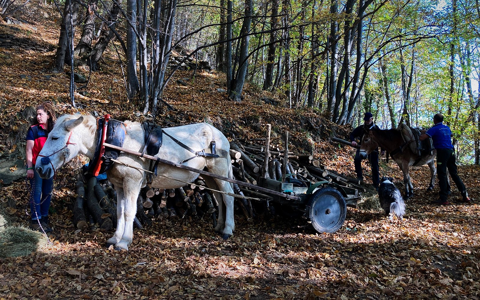 Esbosco con i muli 2 Screening of The Witness Trauma by Taya Zubova at Stone Oven House